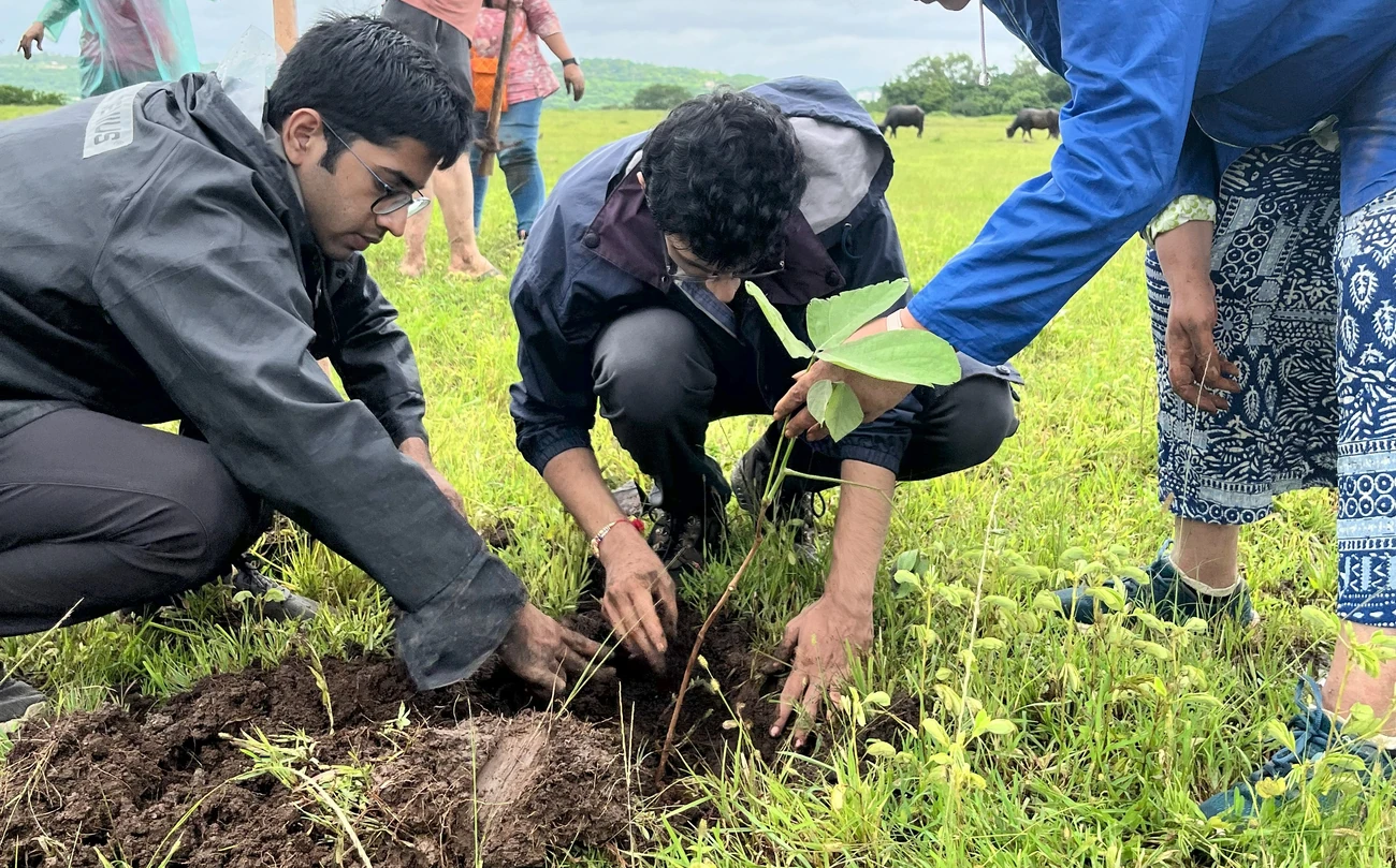 Tree Plantation Drives