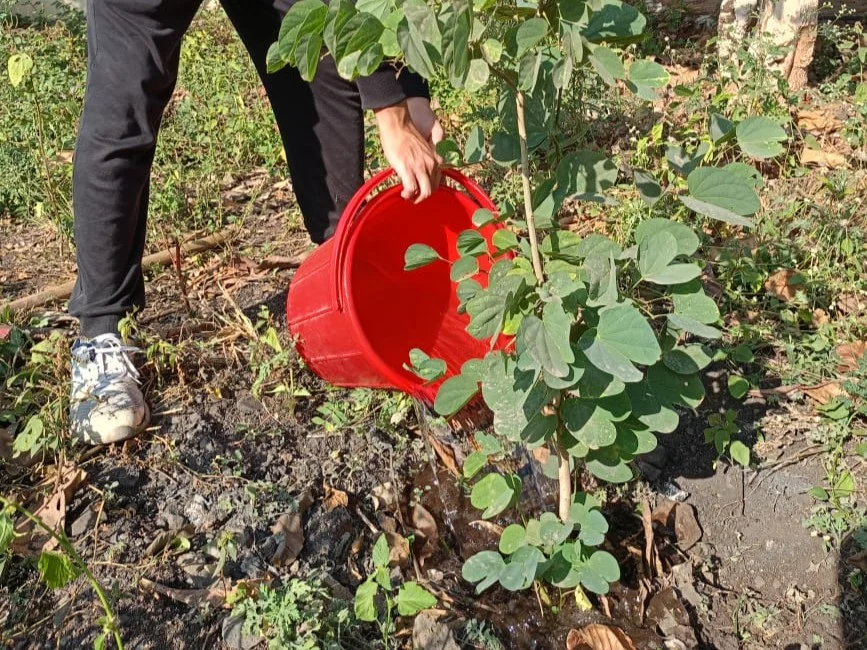 Regular Sapling Nurture & Watering