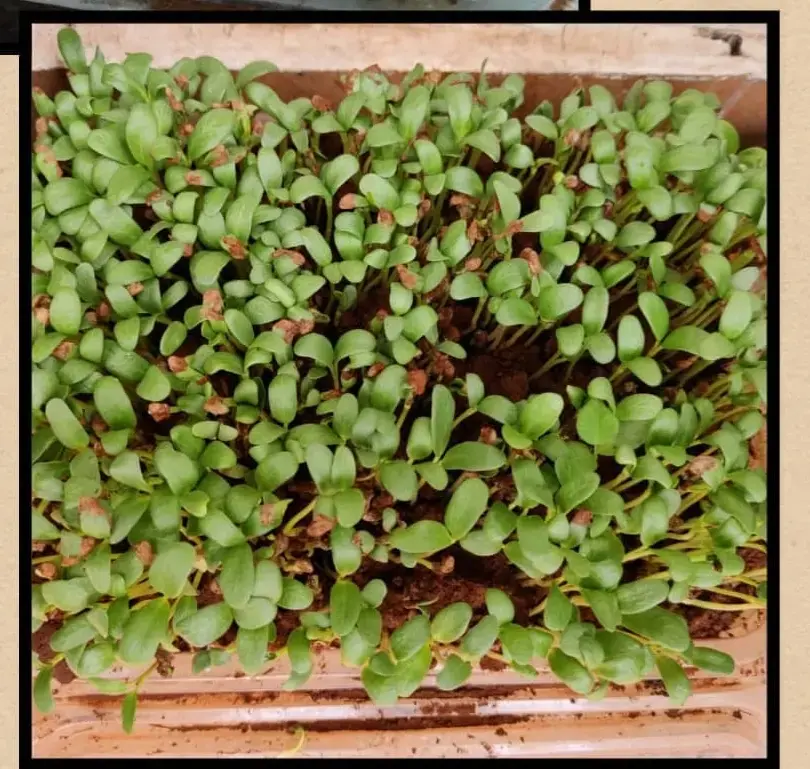 plantation drives cleanliness paperbag environment conservation