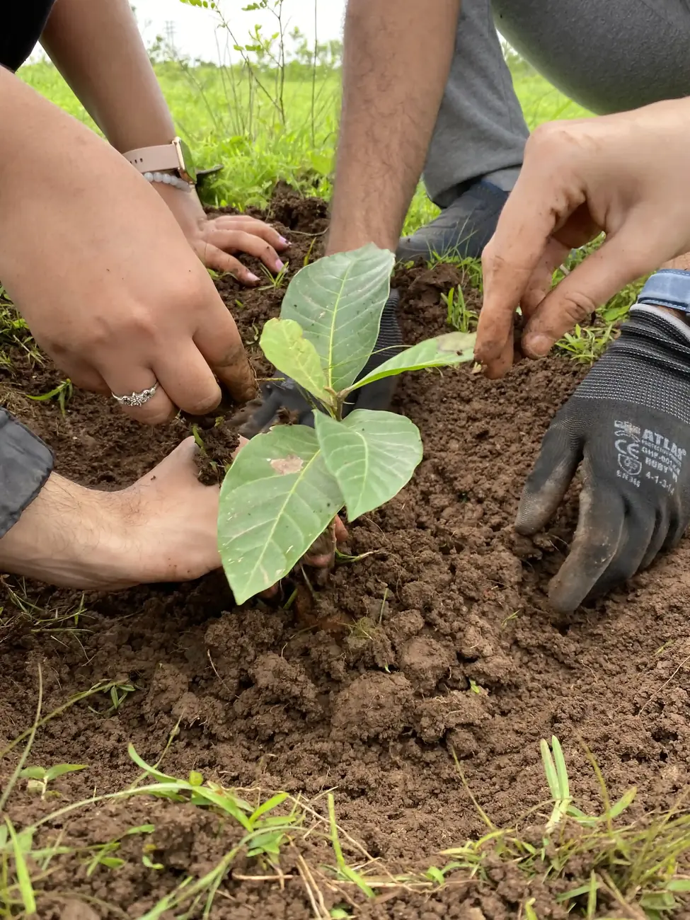plantation drives cleanliness paperbag environment conservation