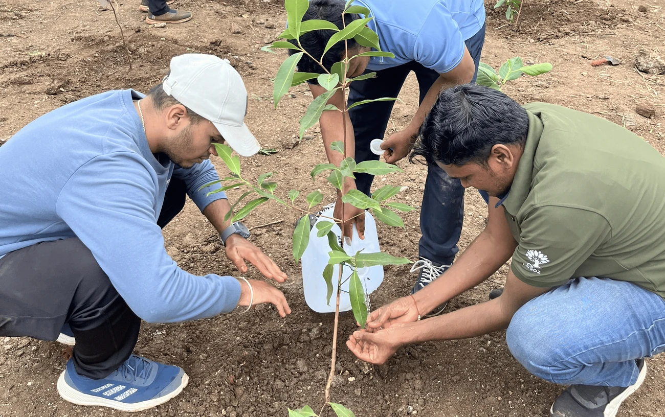 Climate change Environment Plantation