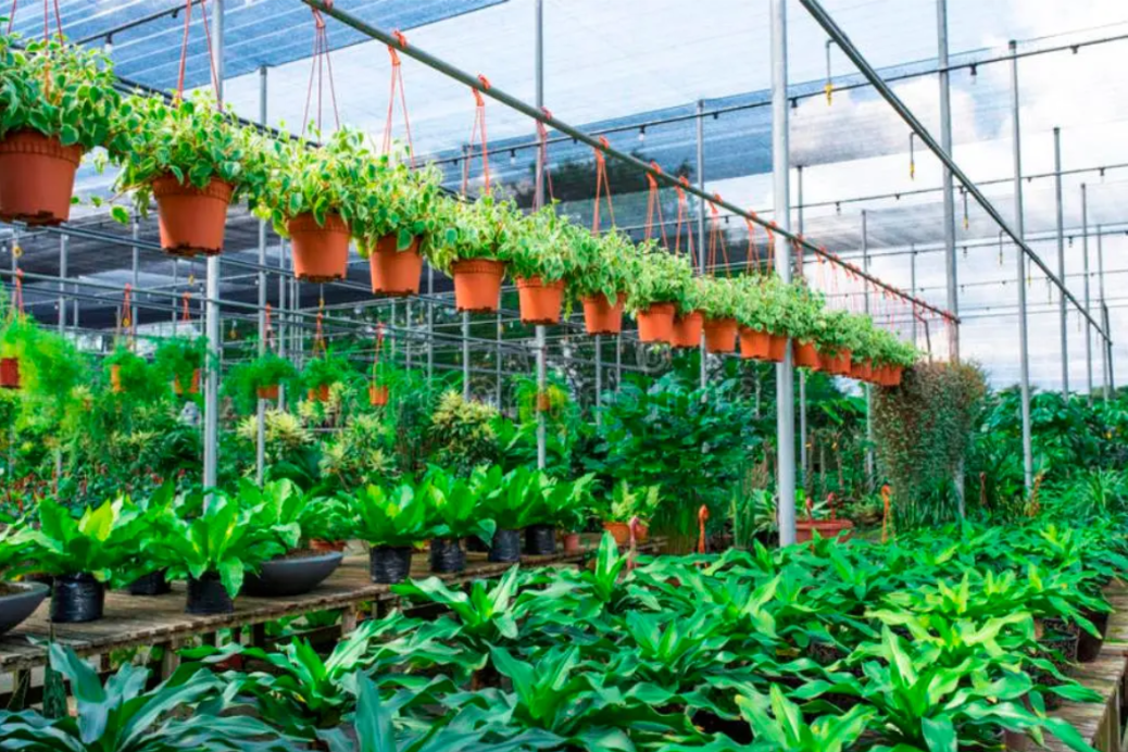 Seeds of Change: Community Nurseries and Biodiversity Databases for a Greener Tomorrow