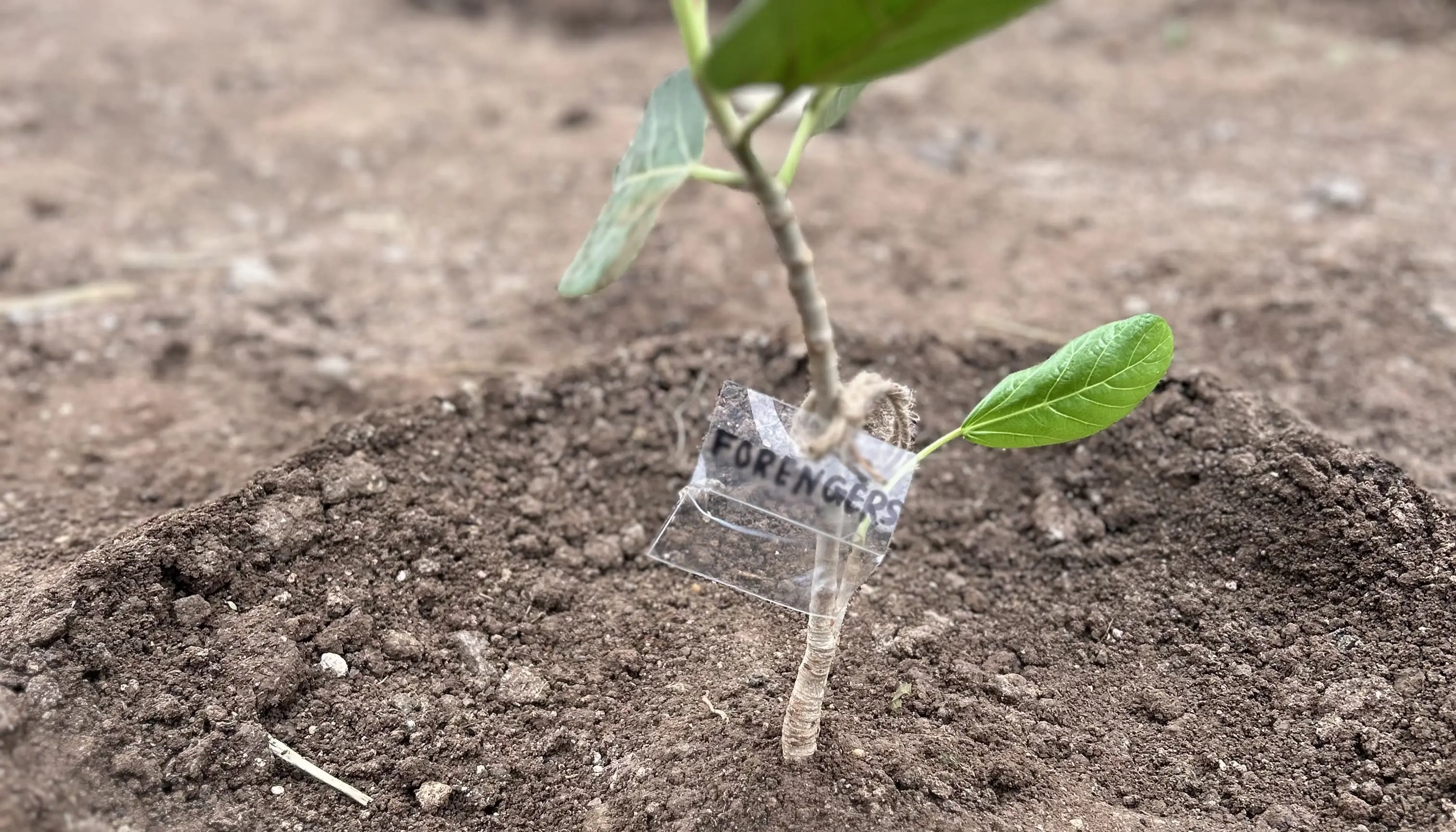 Tagging, Plantation