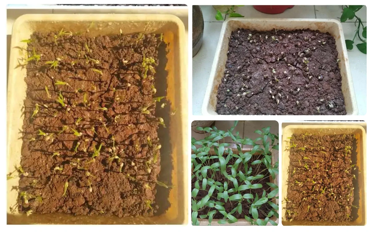Micro-farming