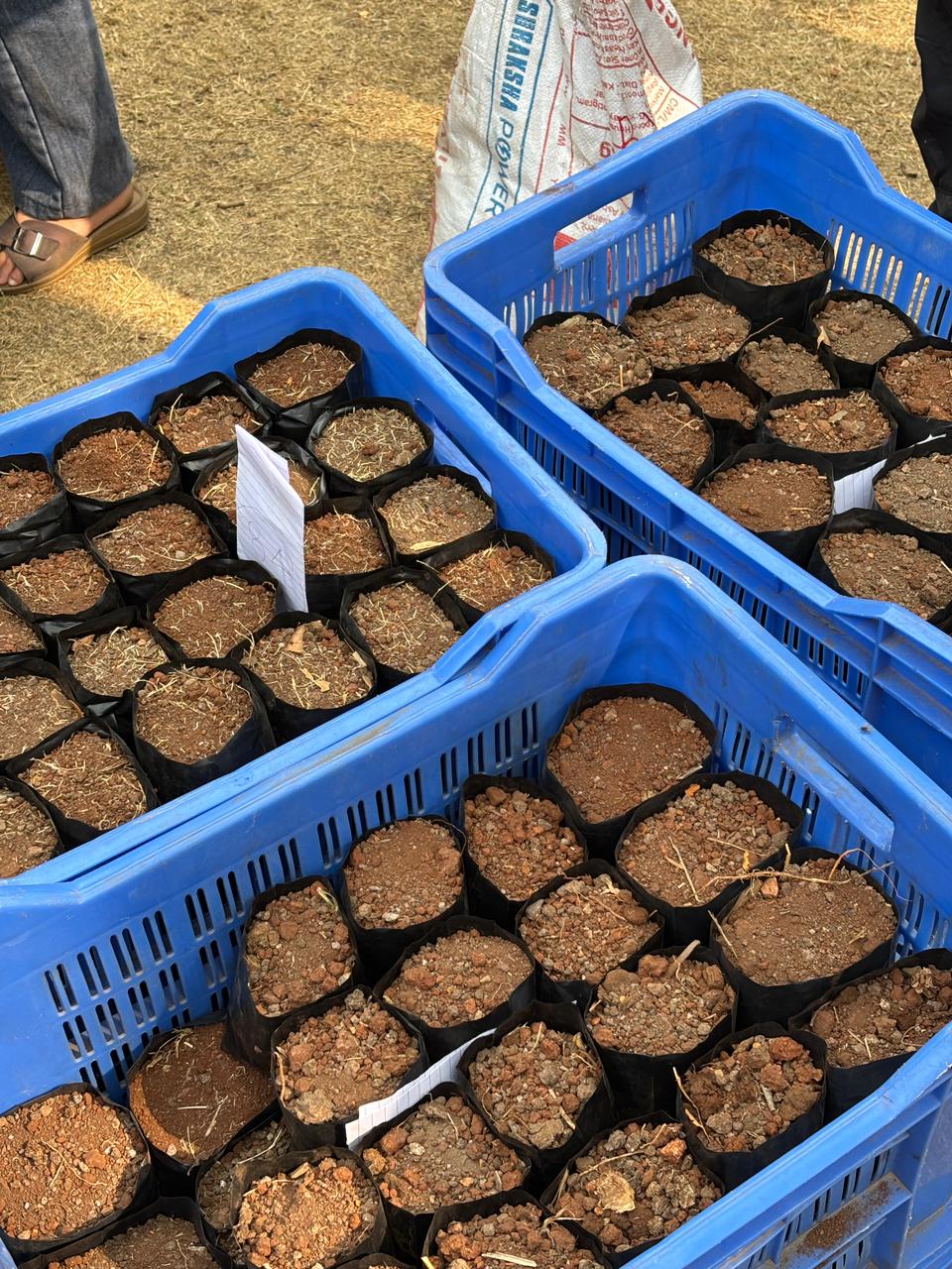 Sapling-Making Drive